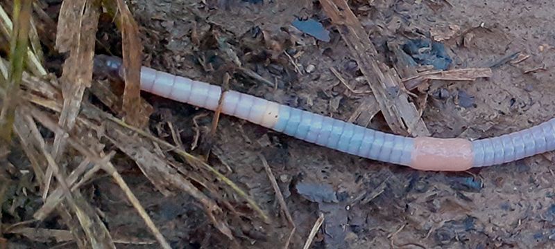 Our page on earthworms and how to record them via the #30minworms initiative.