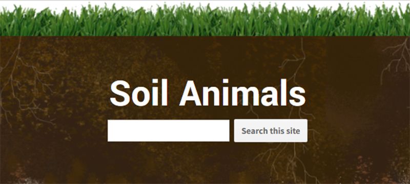 Discover and learn about soil animals