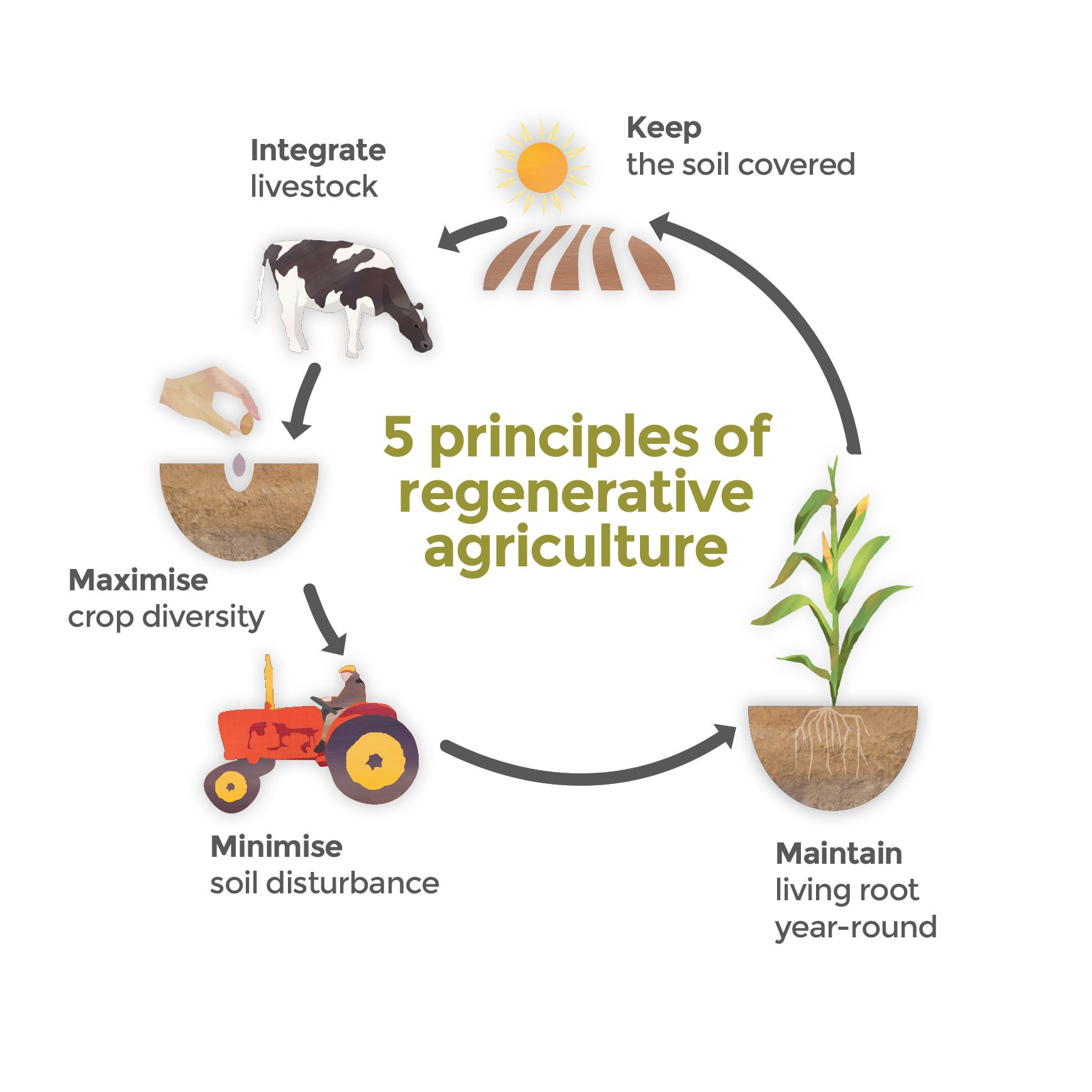 Diagram of the five principles of regenerative agriculture