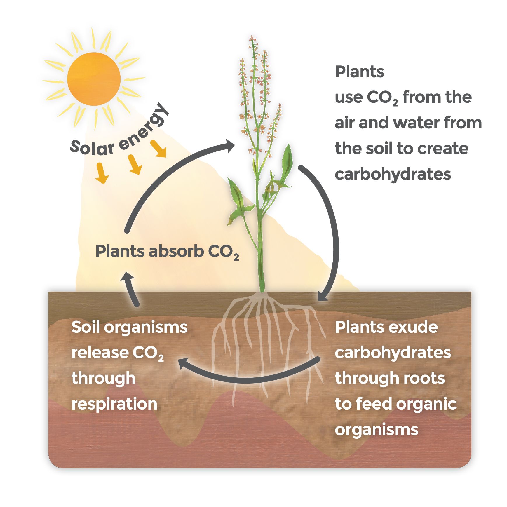 How plants fix CO2 from the air, it enters soil via roots and is released via soil organisms