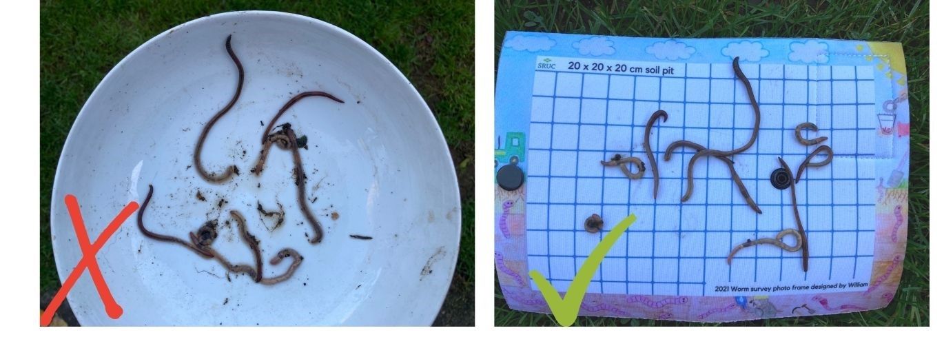 Left: Worms in a bowl. Right: Worms on a scale grid