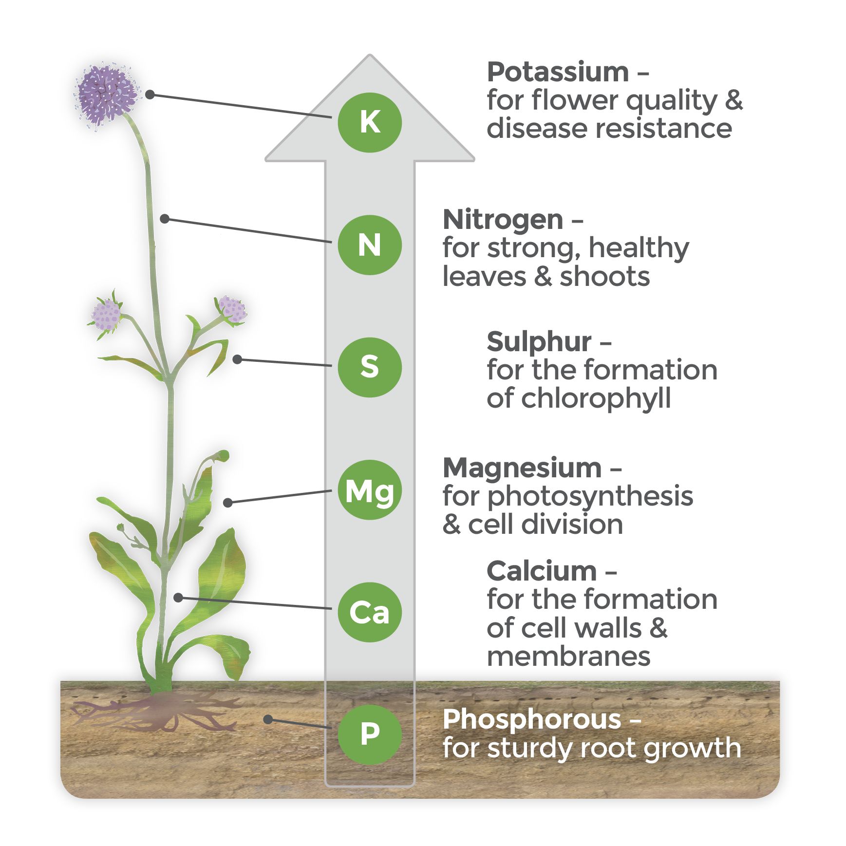 Diagram showing essential plant nutrients provided by soil (K, N, S, Mg, Ca, P)