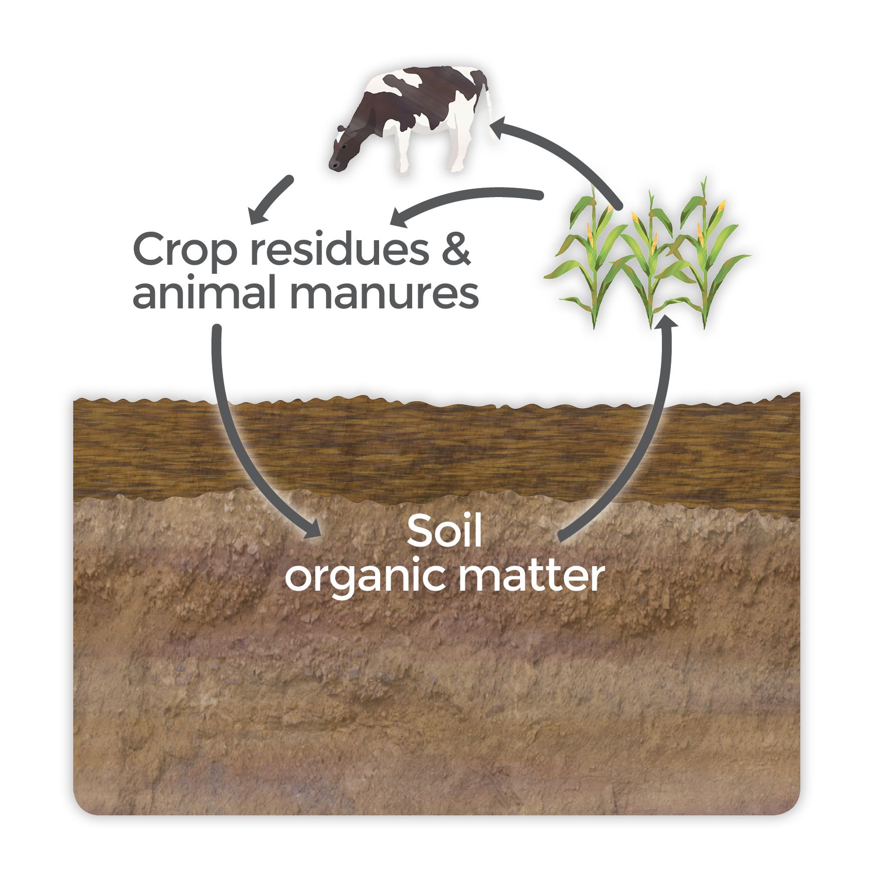 Cycle of soil organic matter from plants to grazers to soil and back to plants