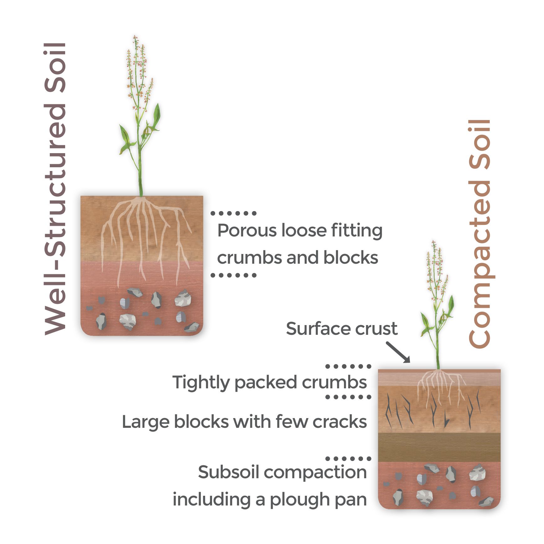 Soil compaction - Graphic