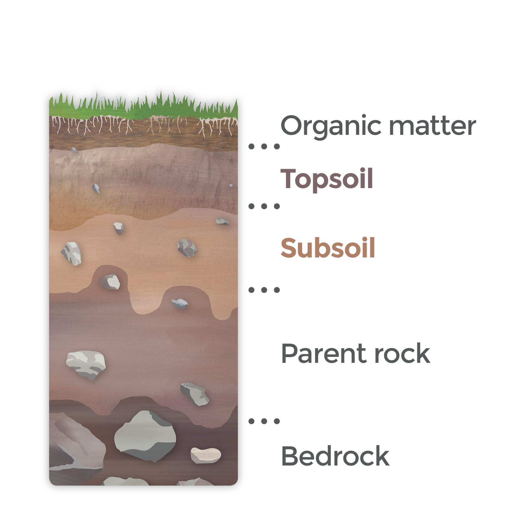 Soil layers, from top: Organic matter, topsoil, subsoil, parent rock, bedrock
