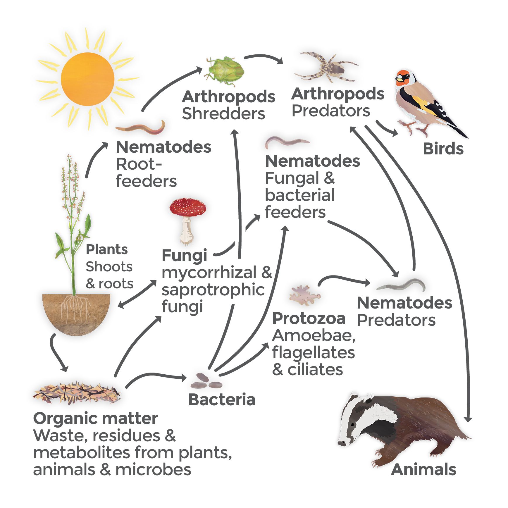 Diagram showing part of the web of life involving soil organisms