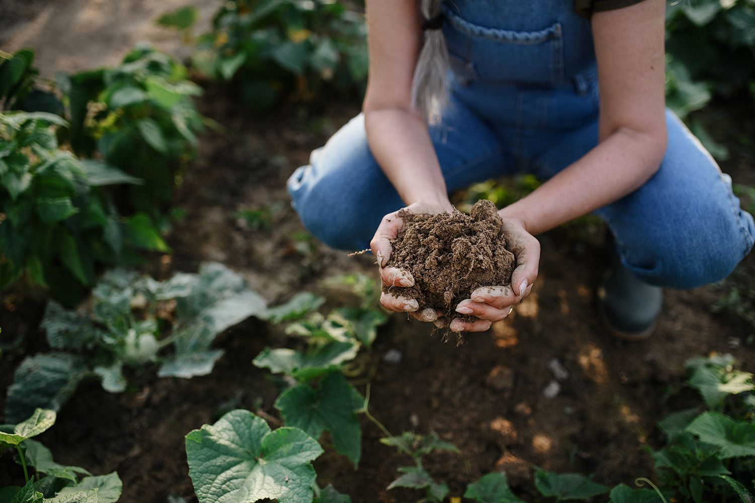 Person holding soil