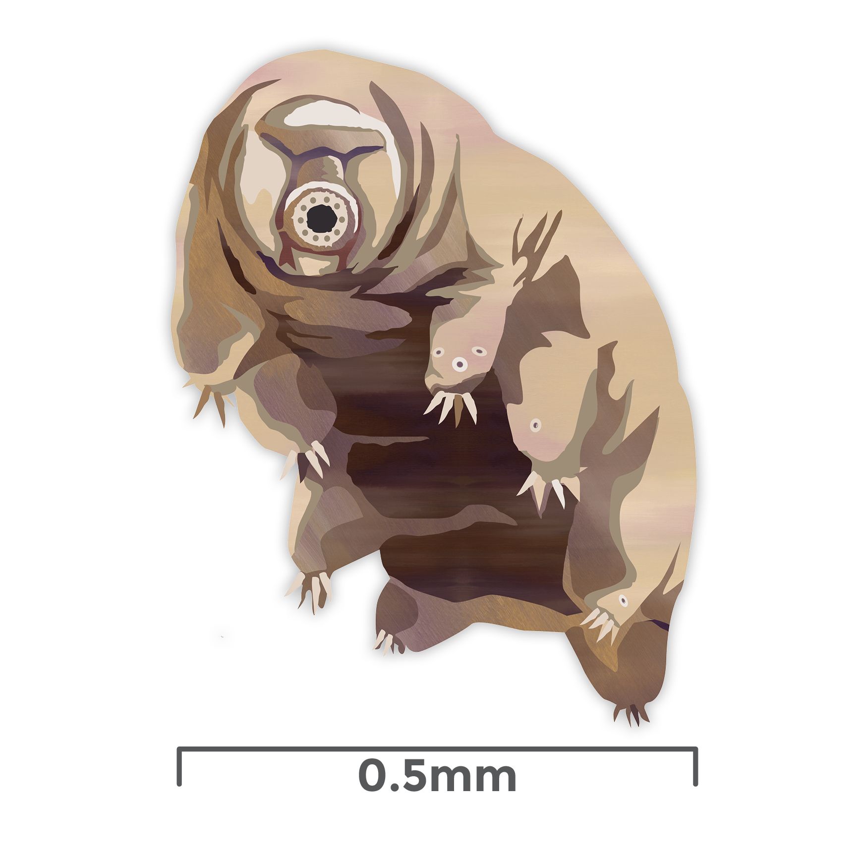 Drawing of a tardigrade