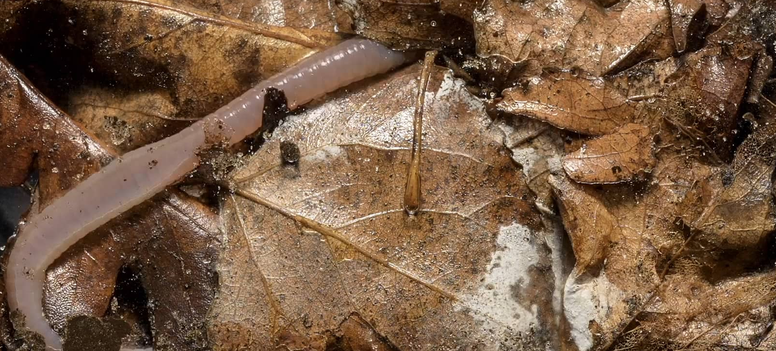 Videos showing the behaviour of three different earthworm species.